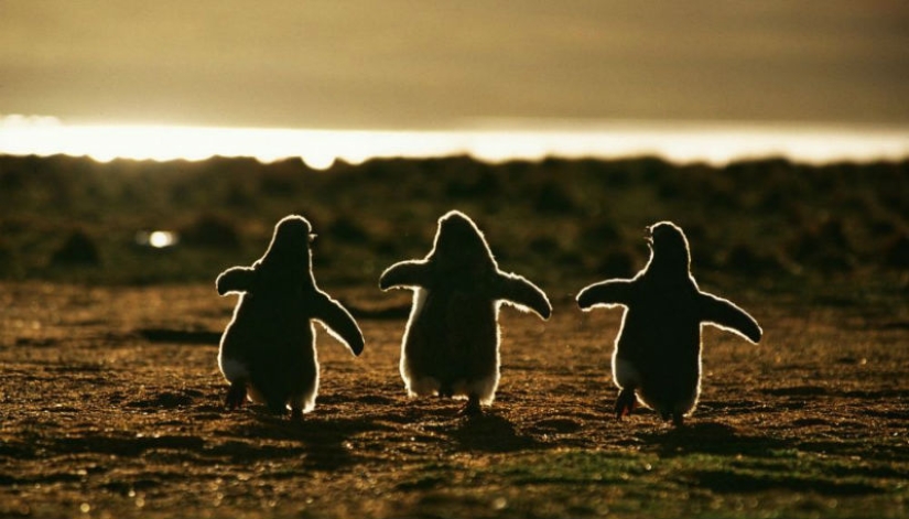 Penguins are swallows that ate after six
