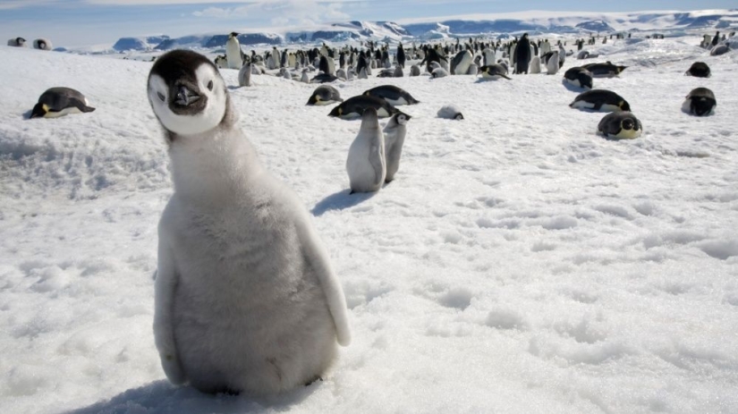 Penguins are swallows that ate after six