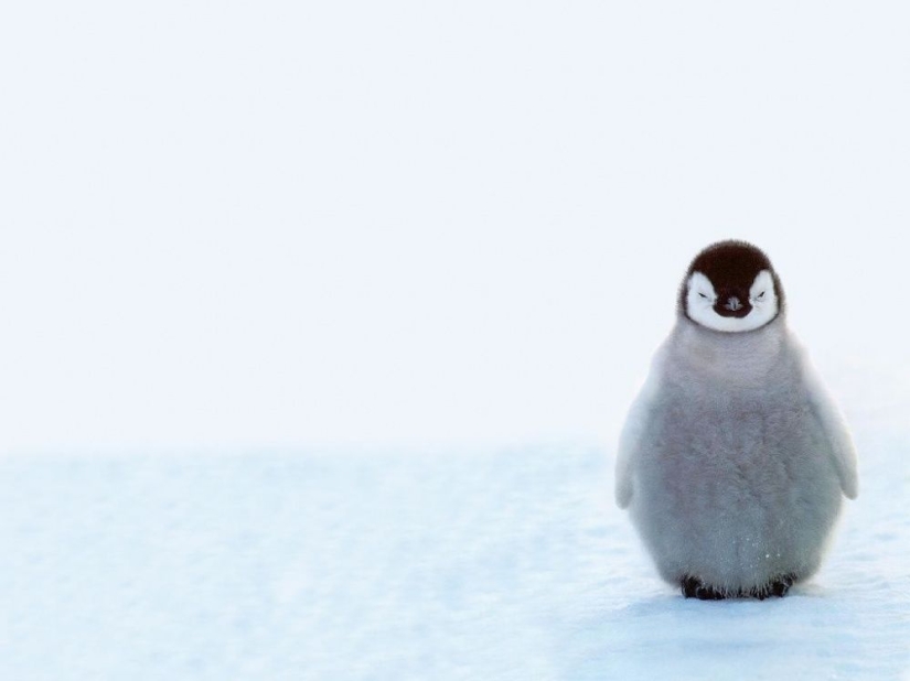 Penguins are swallows that ate after six