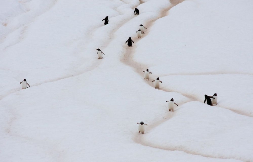 Penguins are swallows that ate after six