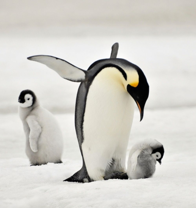 Penguins are swallows that ate after six