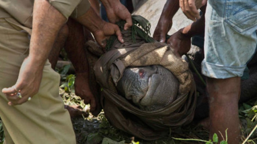 People are being killed in an Indian park to save rhinos People are being killed in an Indian park to save rhinos