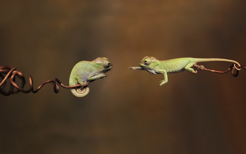 Pequeños camaleones divertidos