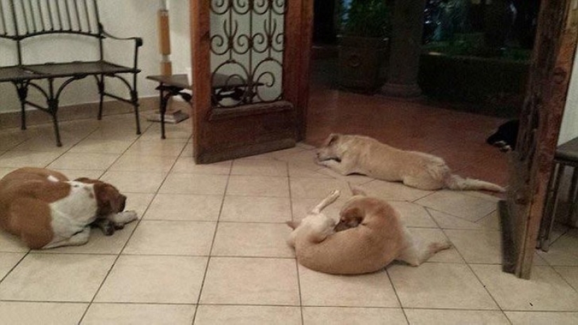 Perros callejeros acudieron al funeral de la mujer que los alimentó para despedirse del difunto
