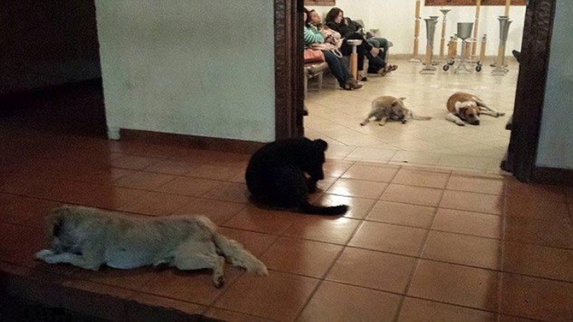 Perros callejeros acudieron al funeral de la mujer que los alimentó para despedirse del difunto