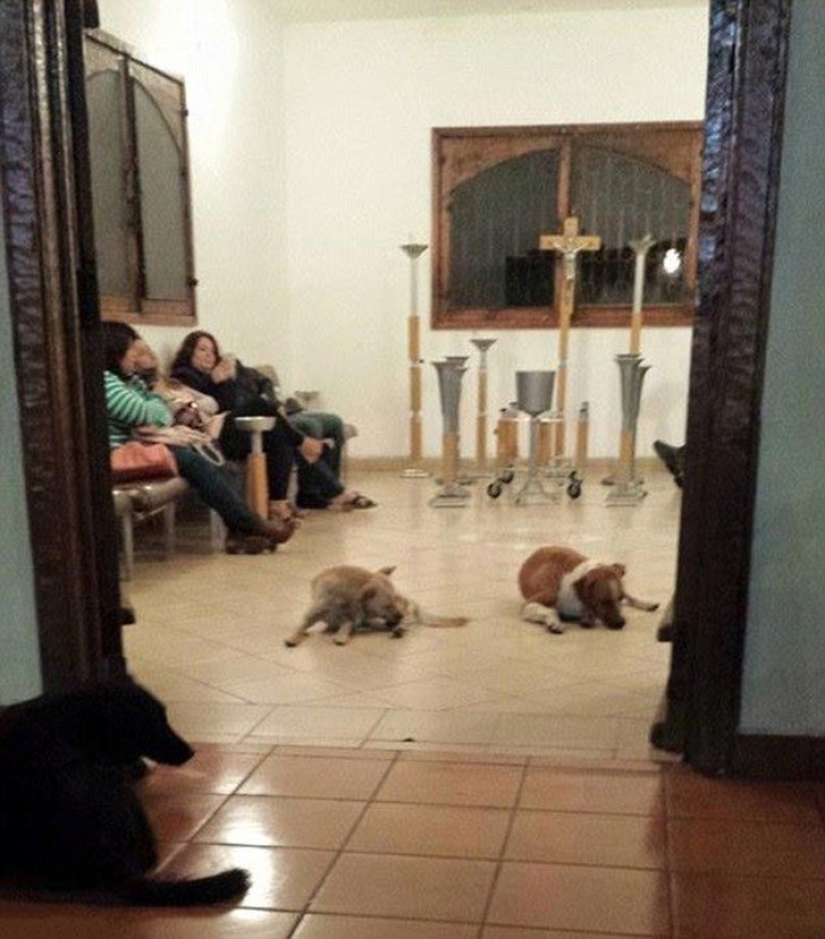Perros callejeros acudieron al funeral de la mujer que los alimentó para despedirse del difunto