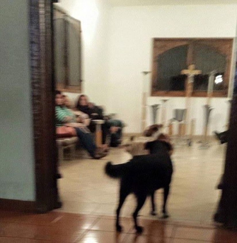 Perros callejeros acudieron al funeral de la mujer que los alimentó para despedirse del difunto