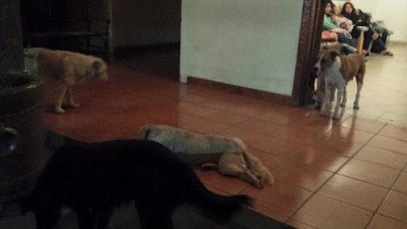 Perros callejeros acudieron al funeral de la mujer que los alimentó para despedirse del difunto