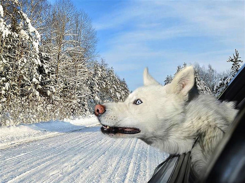 Perros en coches Perros en coches