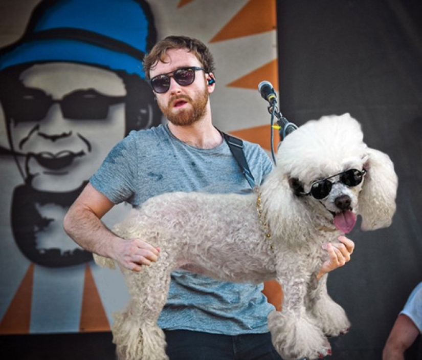 Perros en lugar de guitarras