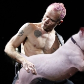 Perros en lugar de guitarras