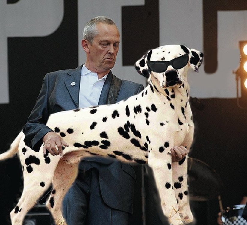 Perros en lugar de guitarras