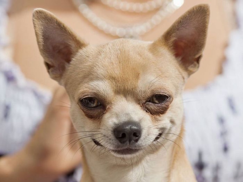 Perros que hacen caca-2019: qué regalar a un amigo para el Año Nuevo