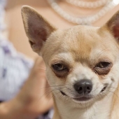 Perros que hacen caca-2019: qué regalar a un amigo para el Año Nuevo