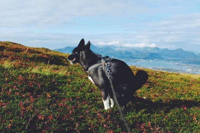 Perros que hacen caca-2019: qué regalar a un amigo para el Año Nuevo