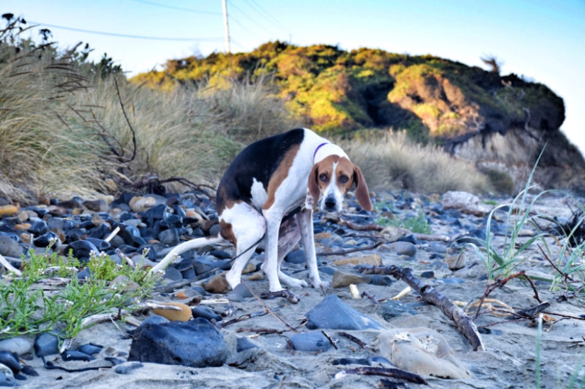 Perros que hacen caca-2019: qué regalar a un amigo para el Año Nuevo