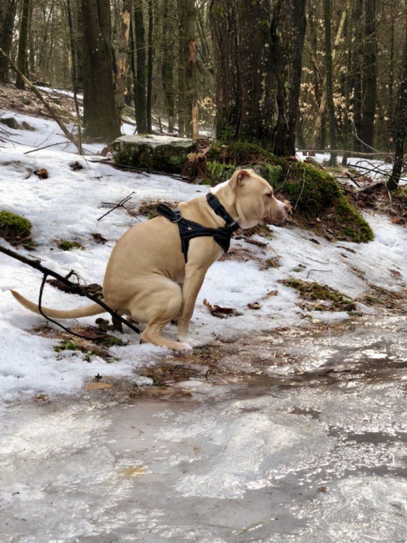 Perros que hacen caca-2019: qué regalar a un amigo para el Año Nuevo