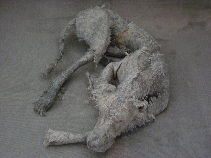 Perros tristes de... trapos viejos