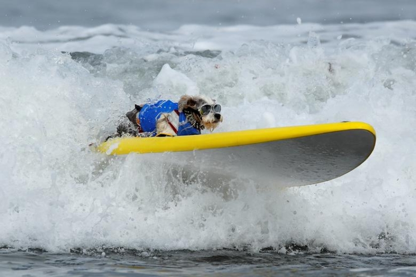 Perros valientes surfistas Perros valientes surfistas