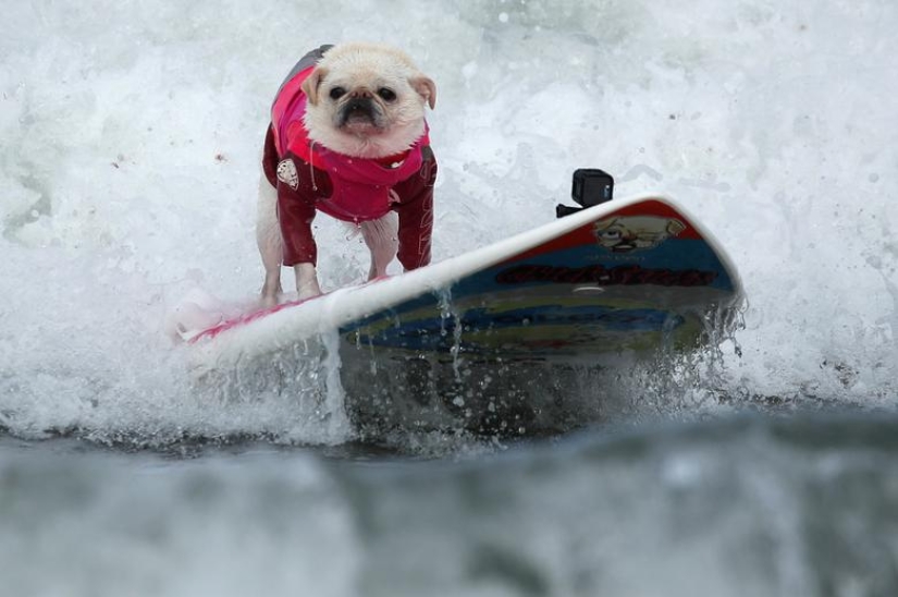 Perros valientes surfistas Perros valientes surfistas