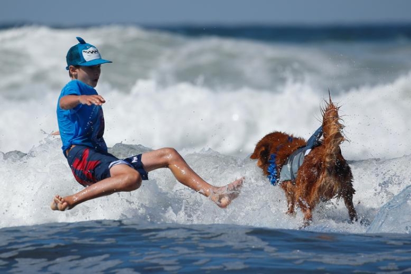 Perros valientes surfistas Perros valientes surfistas