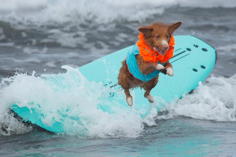 Perros valientes surfistas Perros valientes surfistas