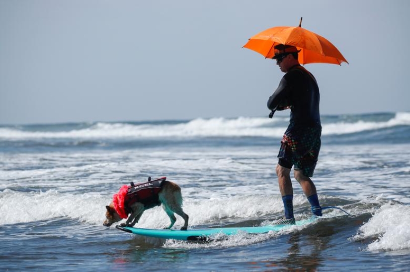 Perros valientes surfistas Perros valientes surfistas
