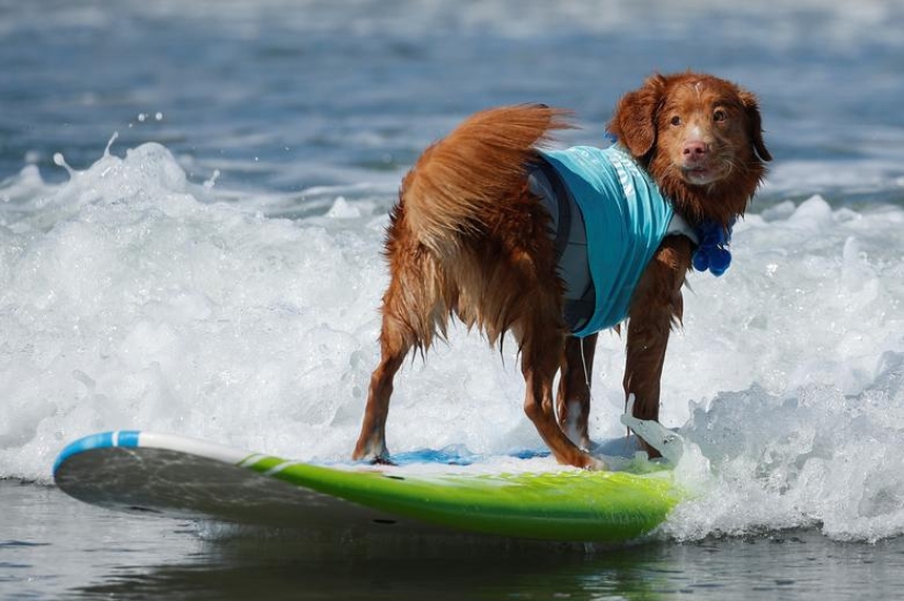 Perros valientes surfistas Perros valientes surfistas