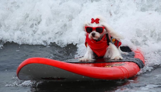 Perros valientes surfistas