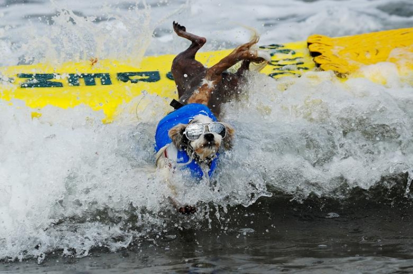 Perros valientes surfistas Perros valientes surfistas