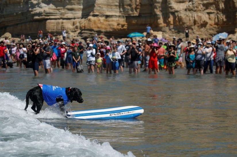 Perros valientes surfistas Perros valientes surfistas