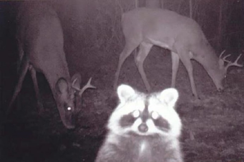 Personal life of raccoons: paparazzi with a hidden camera do not give rest to forest animals Personal life of raccoons: paparazzi with a hidden camera do not give rest to forest animals