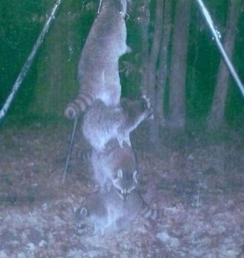 Personal life of raccoons: paparazzi with a hidden camera do not give rest to forest animals Personal life of raccoons: paparazzi with a hidden camera do not give rest to forest animals