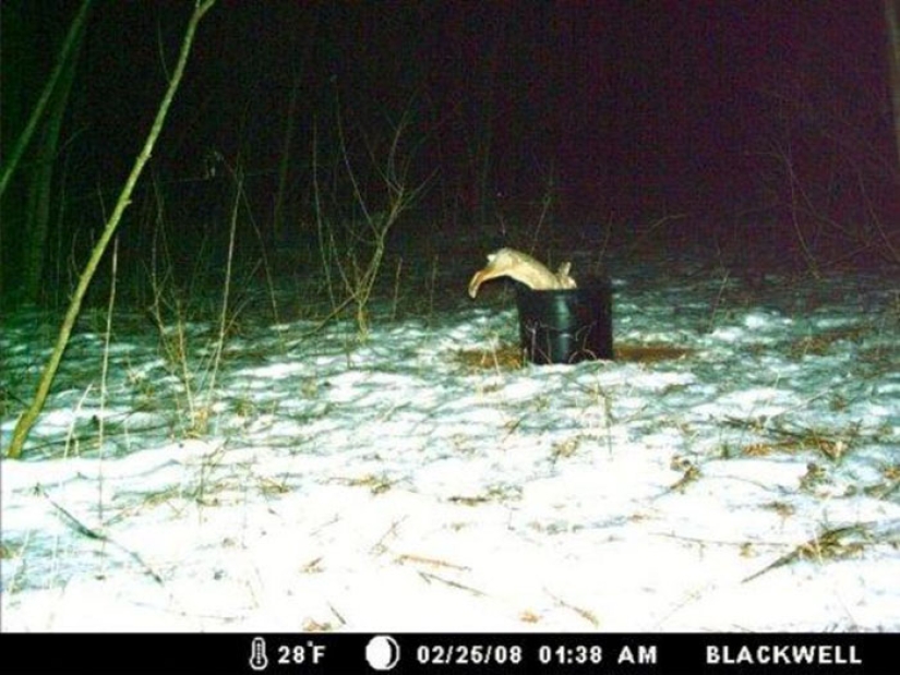 Personal life of raccoons: paparazzi with a hidden camera do not give rest to forest animals
