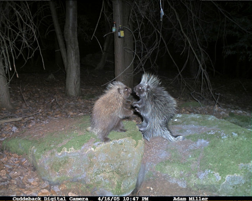 Personal life of raccoons: paparazzi with a hidden camera do not give rest to forest animals Personal life of raccoons: paparazzi with a hidden camera do not give rest to forest animals