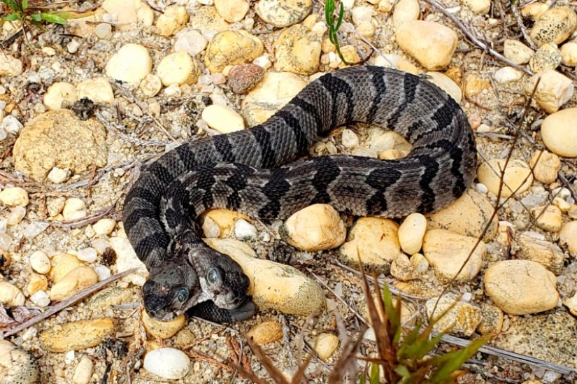 Personalidad dividida: una serpiente con dos cabezas en competencia fue encontrada en los Estados Unidos