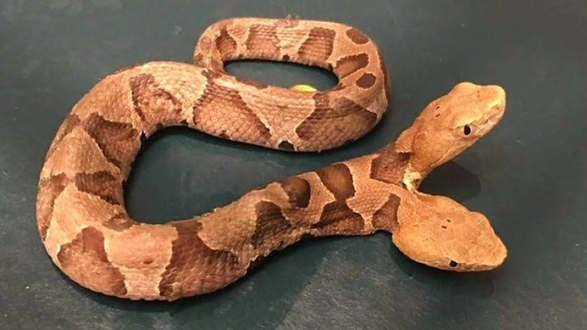 Personalidad dividida: una serpiente con dos cabezas en competencia fue encontrada en los Estados Unidos