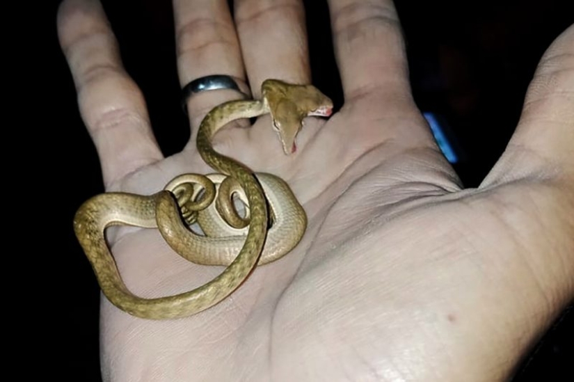 Personalidad dividida: una serpiente con dos cabezas en competencia fue encontrada en los Estados Unidos