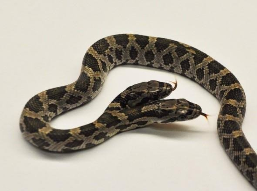 Personalidad dividida: una serpiente con dos cabezas en competencia fue encontrada en los Estados Unidos