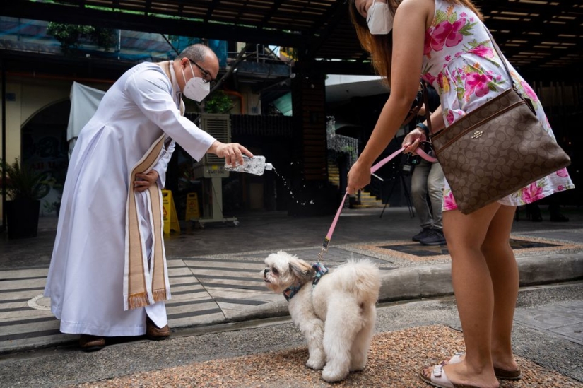 Pet weddings highlight animal blessing ceremony in the Philippines Pet weddings highlight animal blessing ceremony in the Philippines