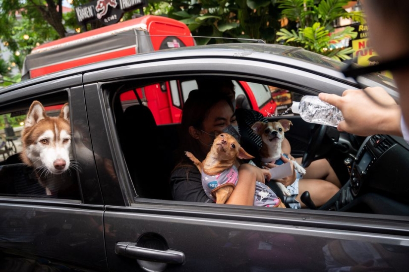 Pet weddings highlight animal blessing ceremony in the Philippines Pet weddings highlight animal blessing ceremony in the Philippines