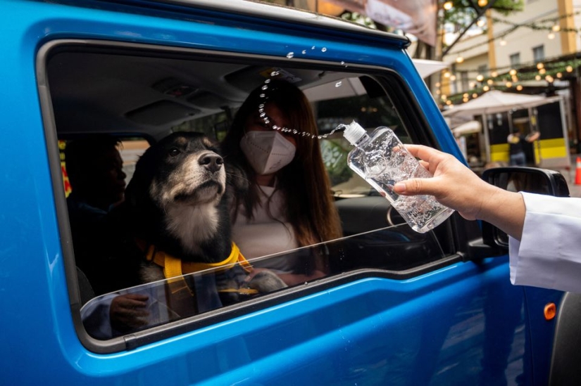 Pet weddings highlight animal blessing ceremony in the Philippines Pet weddings highlight animal blessing ceremony in the Philippines