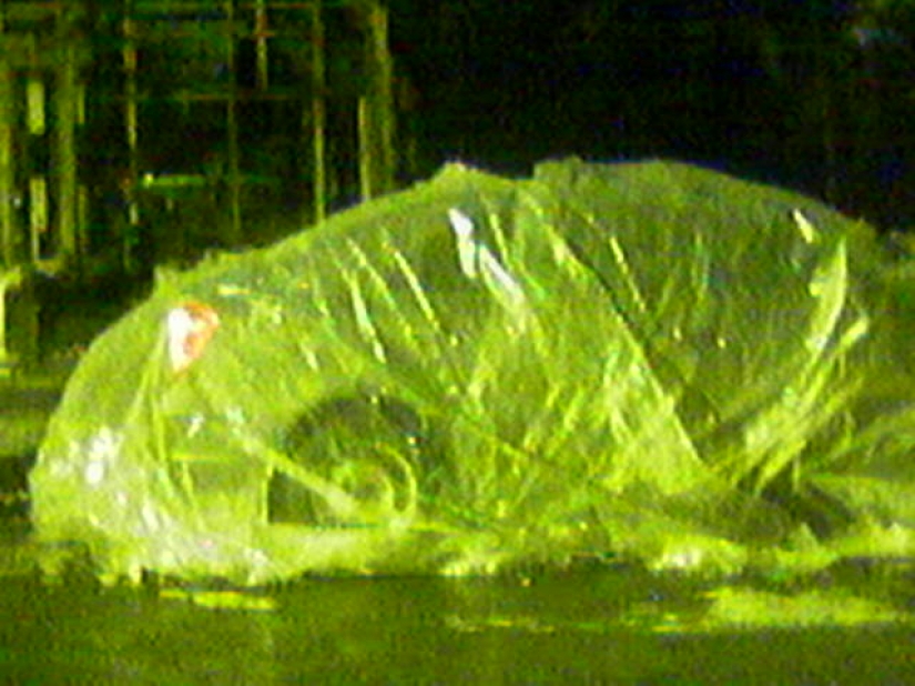 Photo downshifting: a Muscovite has been shooting with a push-button Siemens for three years, and people like it