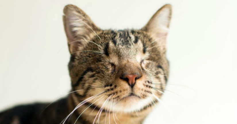 Photographer shoots blind cats to help them find owners