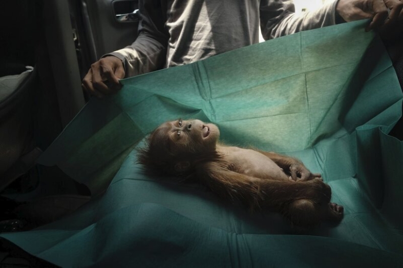 Photos instead of a thousand words: the best pictures of World Press Photo 2020, which the world press is proud of