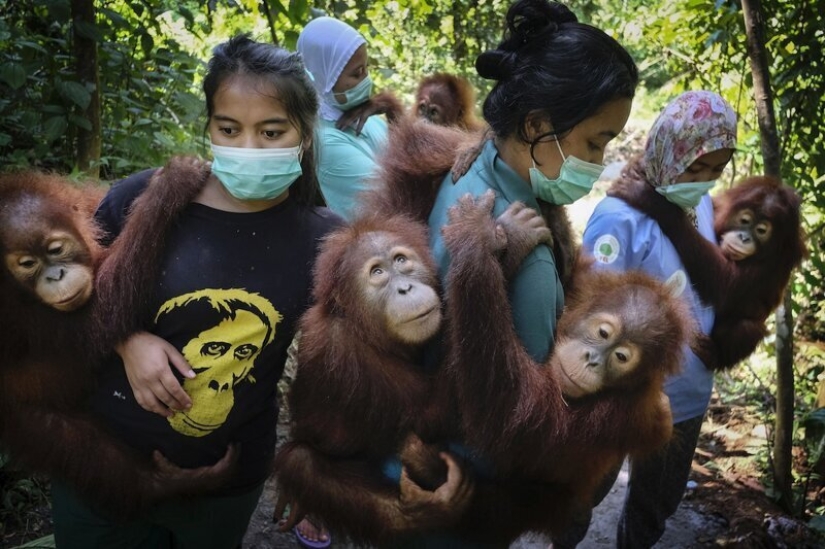 Photos instead of a thousand words: the best pictures of World Press Photo 2020, which the world press is proud of