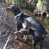 Photos of the Week: Oil Wrestling, Flaming Bull, Gorgosaurus Sale Photos of the Week: Oil Wrestling, Flaming Bull, Gorgosaurus Sale