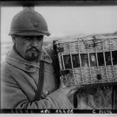 Pigeons in uniform: what role did birds play in the First World War and what does double-decker buses have to do with it Pigeons in uniform: what role did birds play in the First World War and what does double-decker buses have to do with it