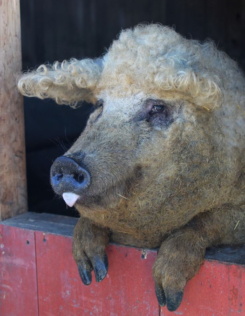 Pigs that look like sheep and act like dogs