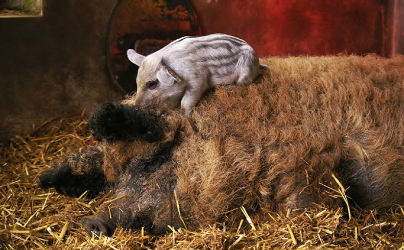 Pigs that look like sheep and act like dogs